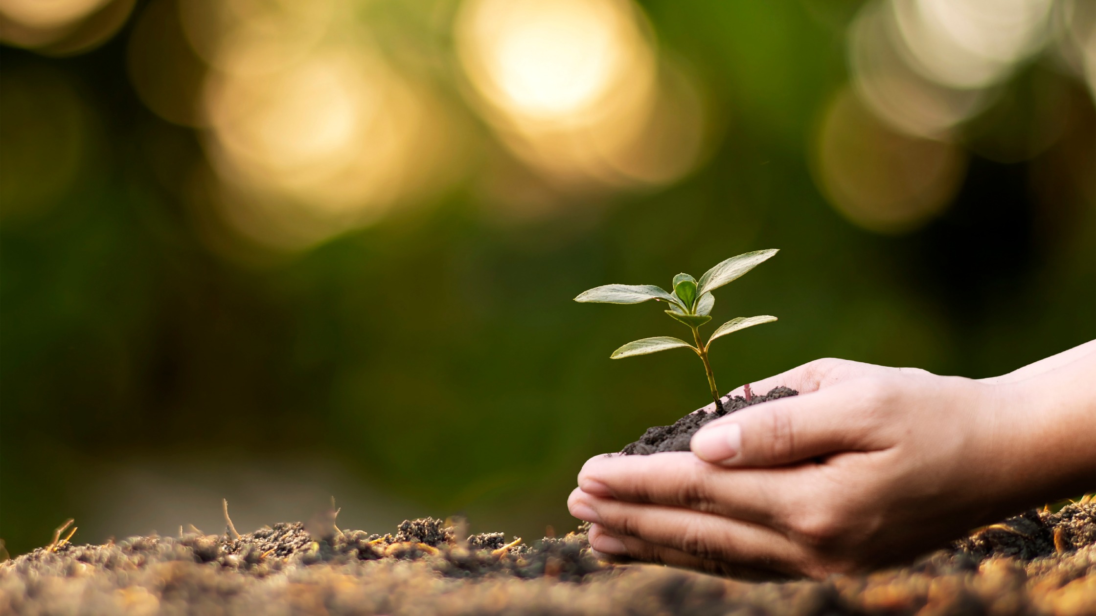 a set of hands holding a plant for earth day